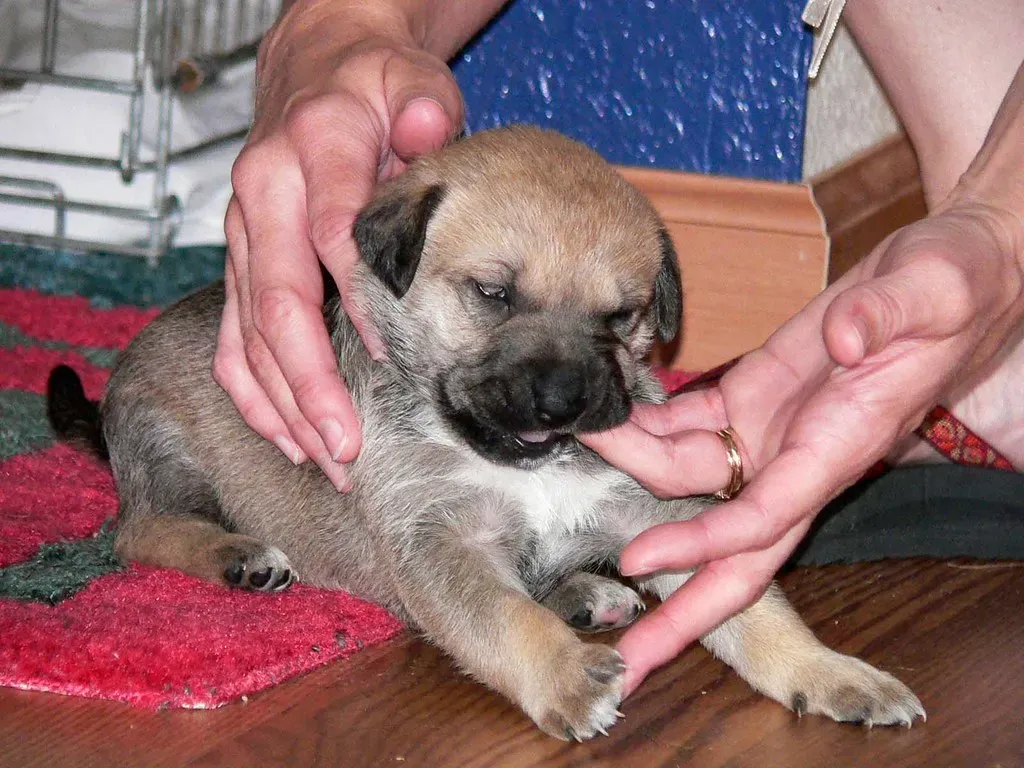 Puppy Mouthing: The Universal Language of Young Dogs (Image Credits: Flickr)