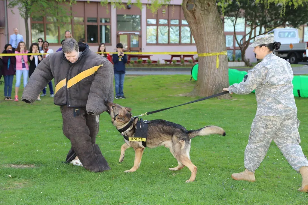 Training Commands and Signals (USACE Europe District, Flickr, CC BY 2.0)