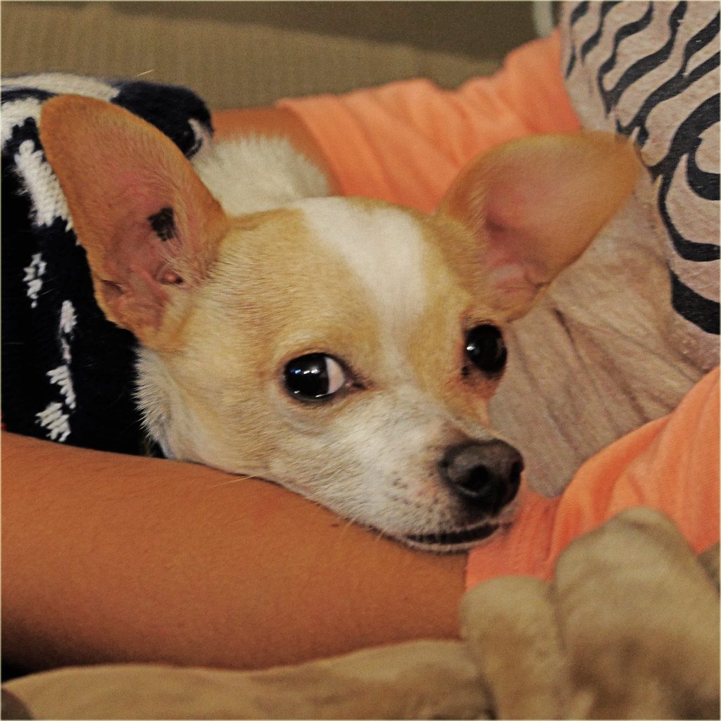 Chihuahua: The Tiny Bodyguard (Image Credits: Flickr)