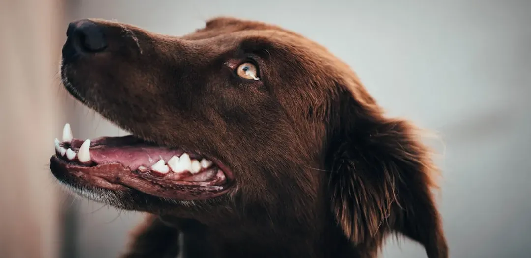 #3 - A Mouth Full of Secrets (Good and Bad) (Image Credits: Unsplash)