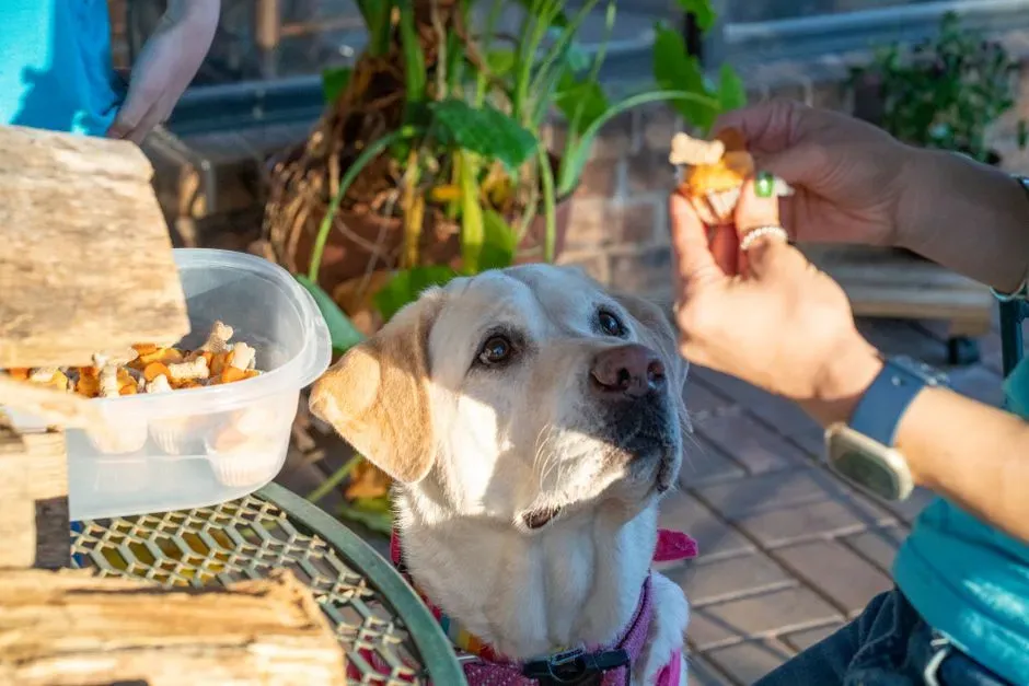 #11 - You've Turned Into a Dog-Food Sommelier (Image Credits: Pexels)