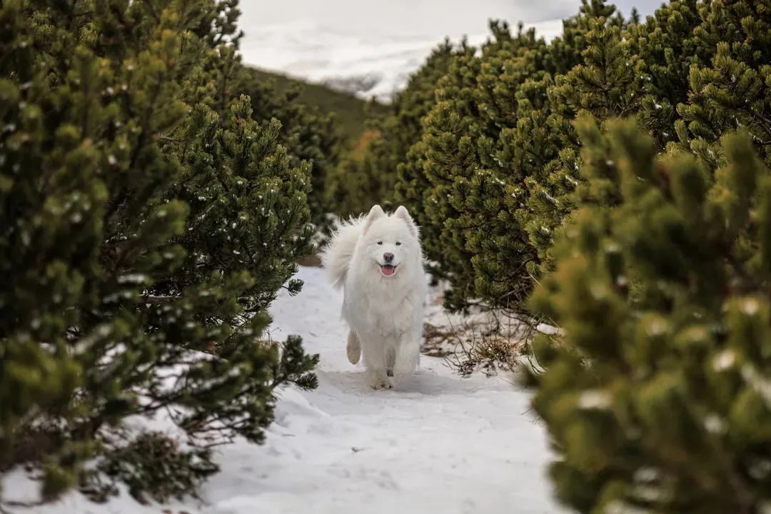 Samoyed: The Smiling Siberian (Image Credits: Unsplash)