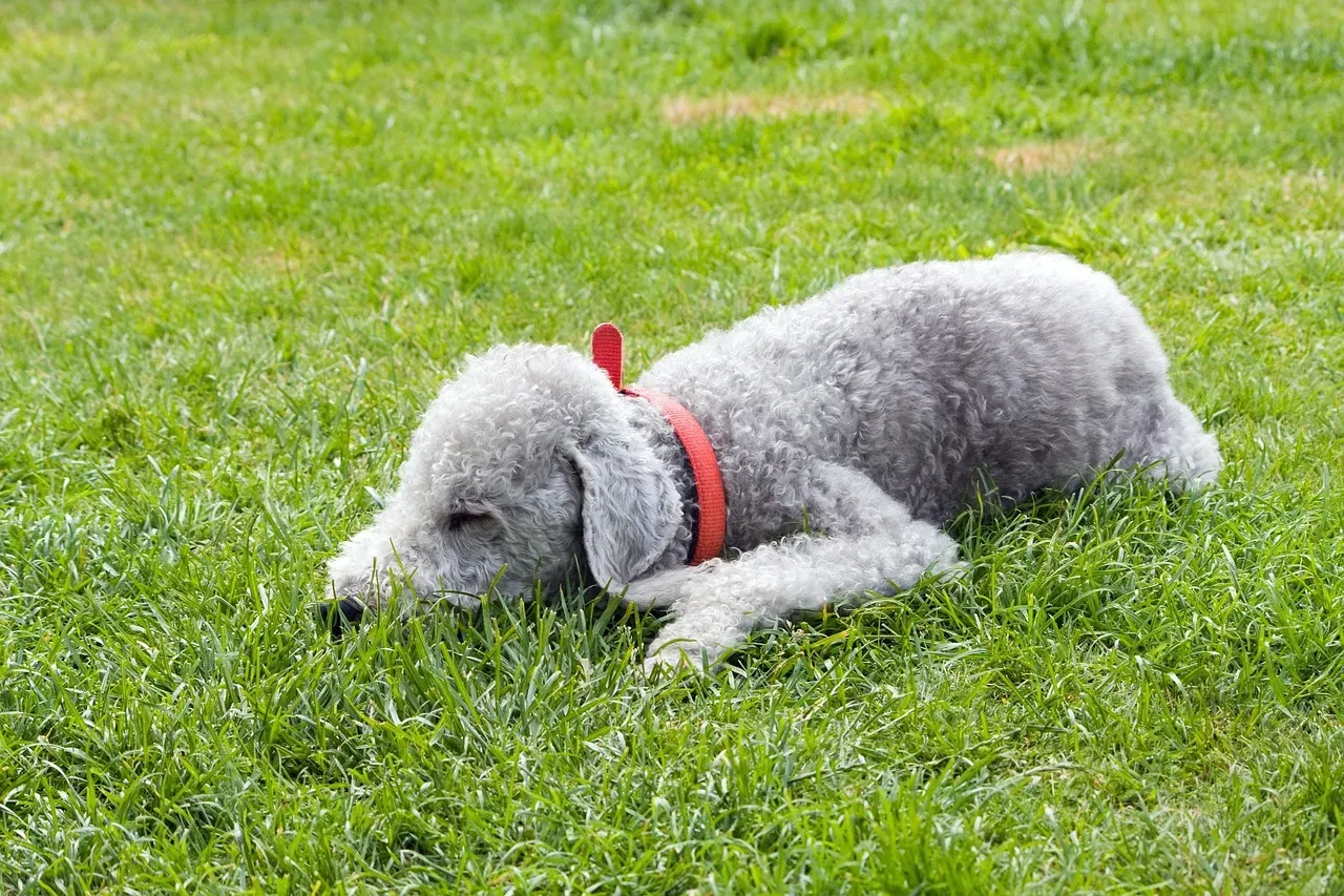 16. Bedlington Terrier: The Lamb-Shaped Surprise (Image Credits: Pixabay)