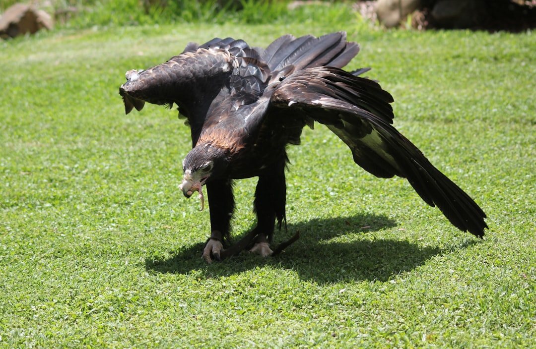 Birds of Prey: Aerial Assassins Targeting Small Dogs (Image Credits: Unsplash)