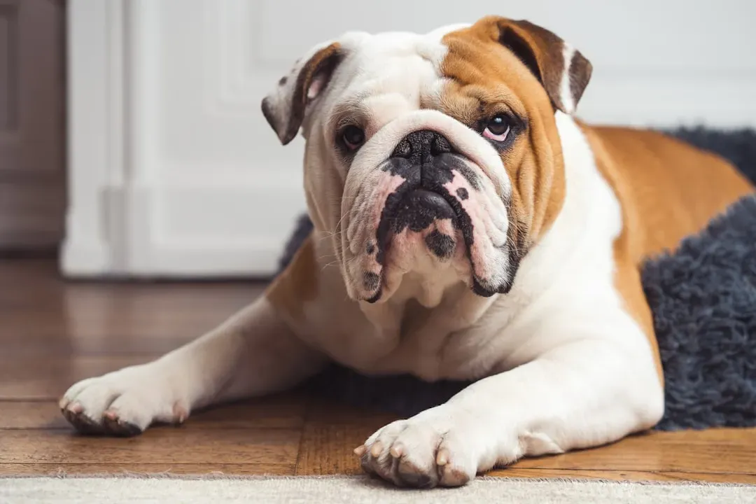 7. English Bulldog - Too Chill to Comply (Image Credits: Unsplash)