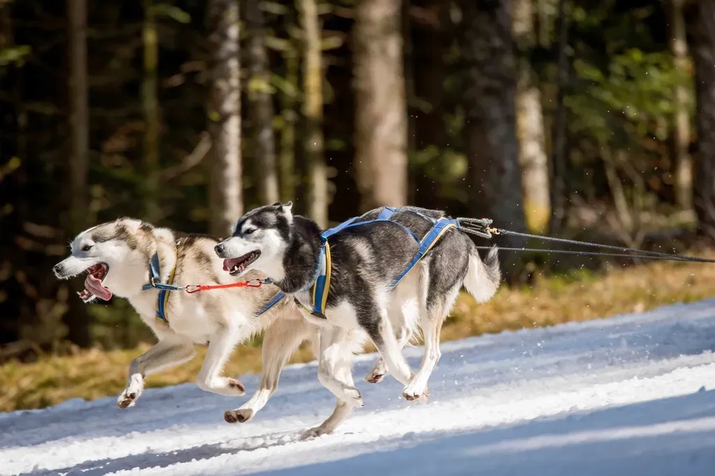 7. Leash Pulling That Could Power a Sled (Image Credits: Rawpixel)