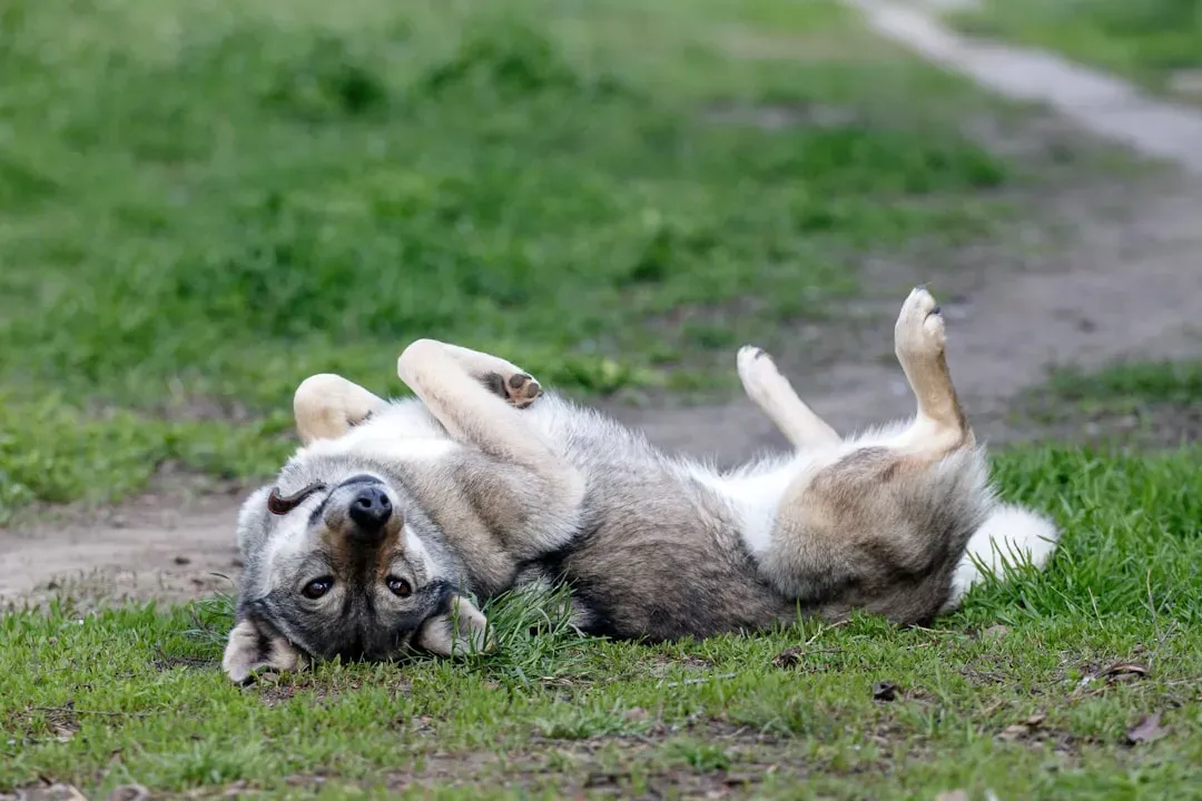 Rolling in Disgusting Things: A Smelly Love Letter to Their Pack (Image Credits: Unsplash)