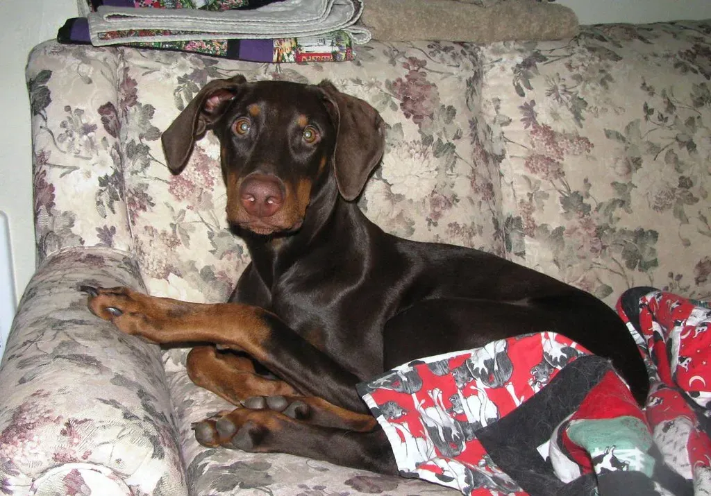 Destructive Behavior or Indoor Accidents (Image Credits: Flickr)