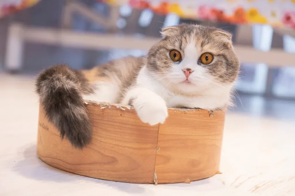 Scottish Fold: Cute Looks, Hidden Discomfort (Image Credits: Rawpixel)