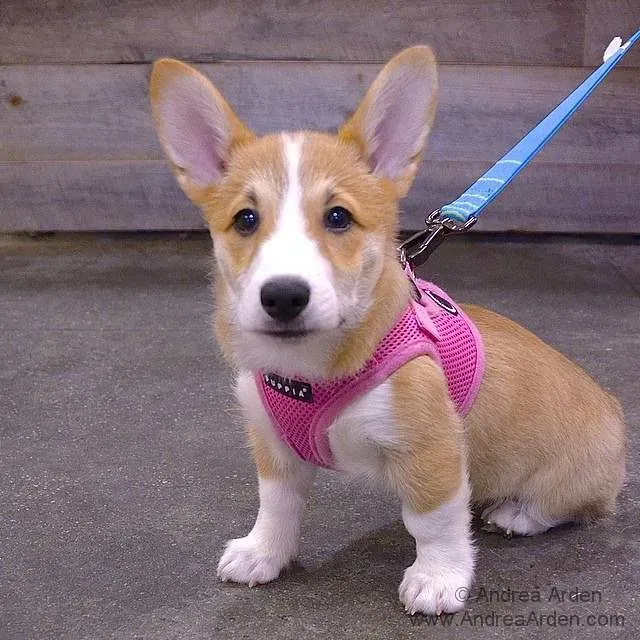 8. Discourage Pushy or Dominant Behavior Early (andreaarden, Flickr, CC BY 2.0)