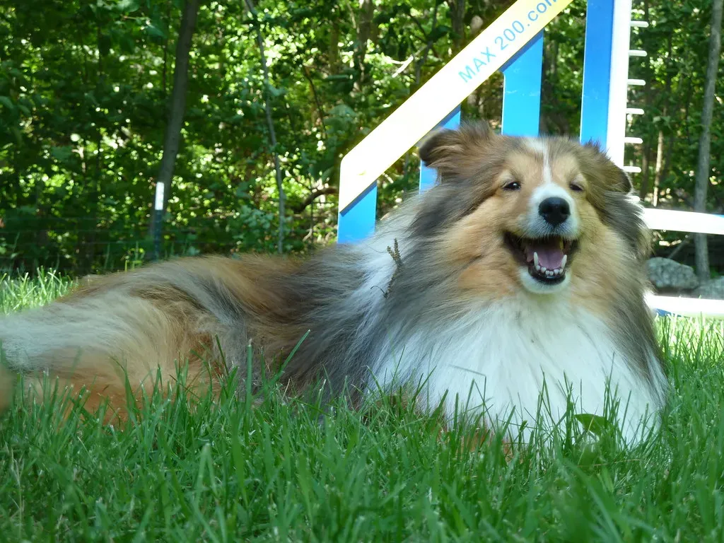 4. Shetland Sheepdog: Elegance Meets Athletic Grace (Paul J. Morris, Flickr, CC BY-SA 2.0)