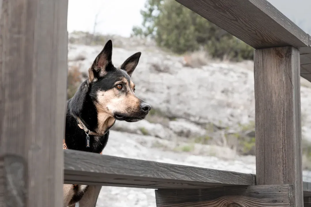4. German Shepherd: The Problem Solver Who Won't Quit (Image Credits: Unsplash)