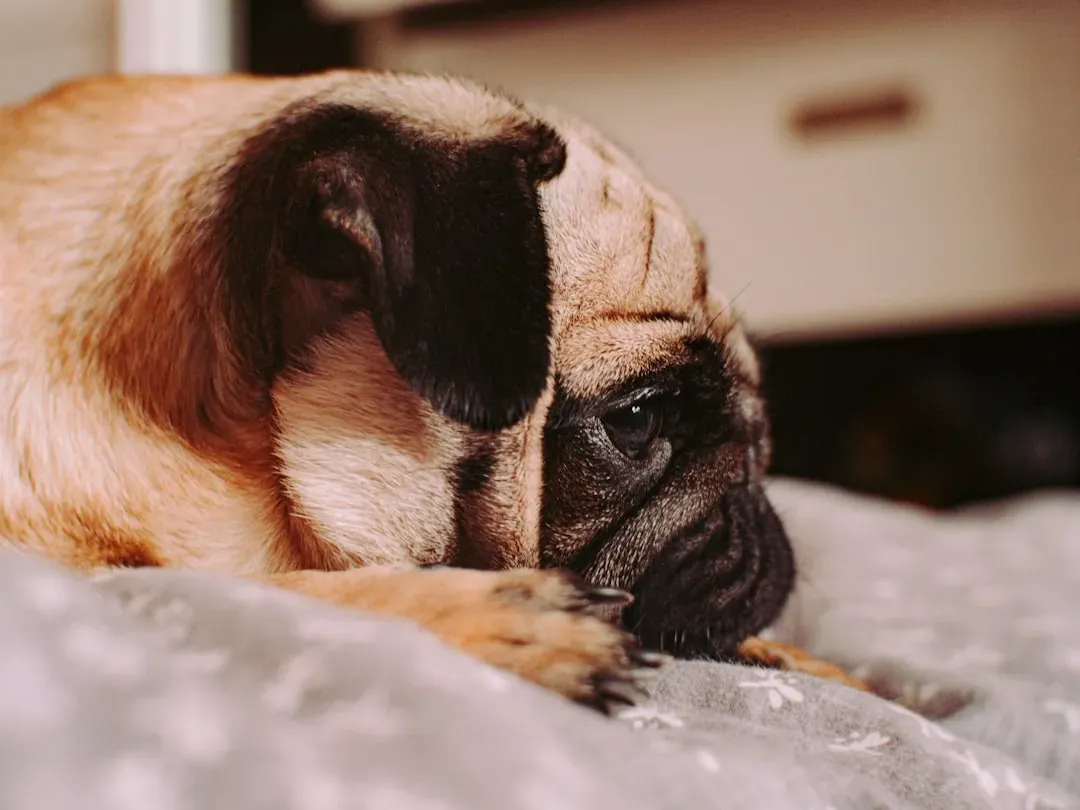 How to Help Your Dog Sleep Better (Image Credits: Unsplash)