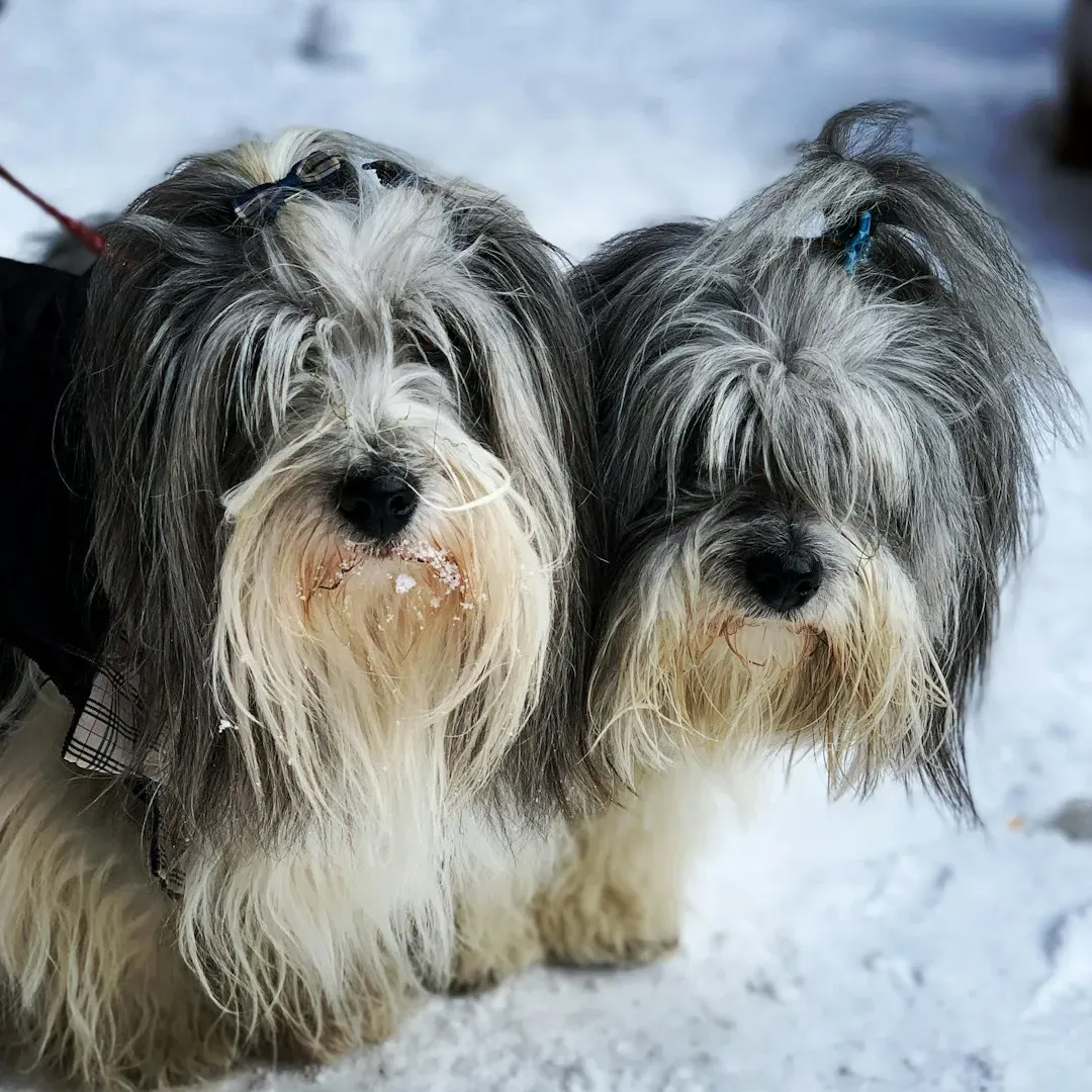 Havanese: The Velcro Lap Dog With Big Feelings (Image Credits: Unsplash)