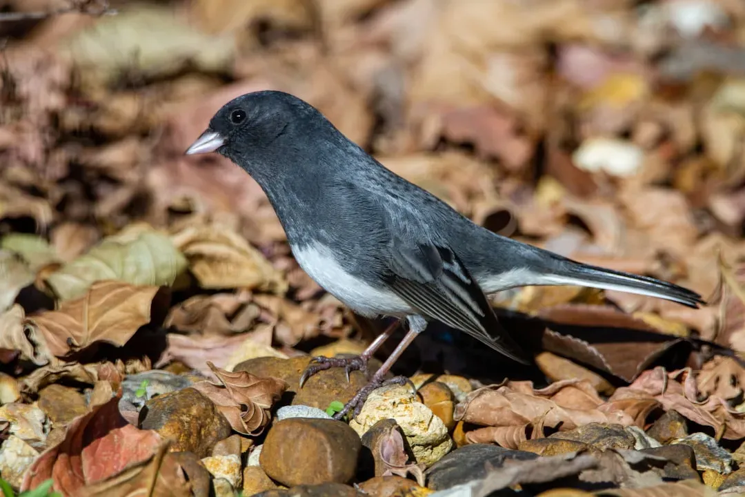 10. Dark-Eyed Junco: The Winter Snowbird (Image Credits: Unsplash)