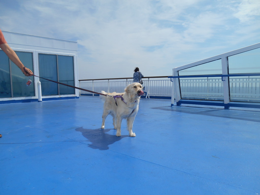 The Veterinary Bills Will Shock You (Image Credits: Flickr)