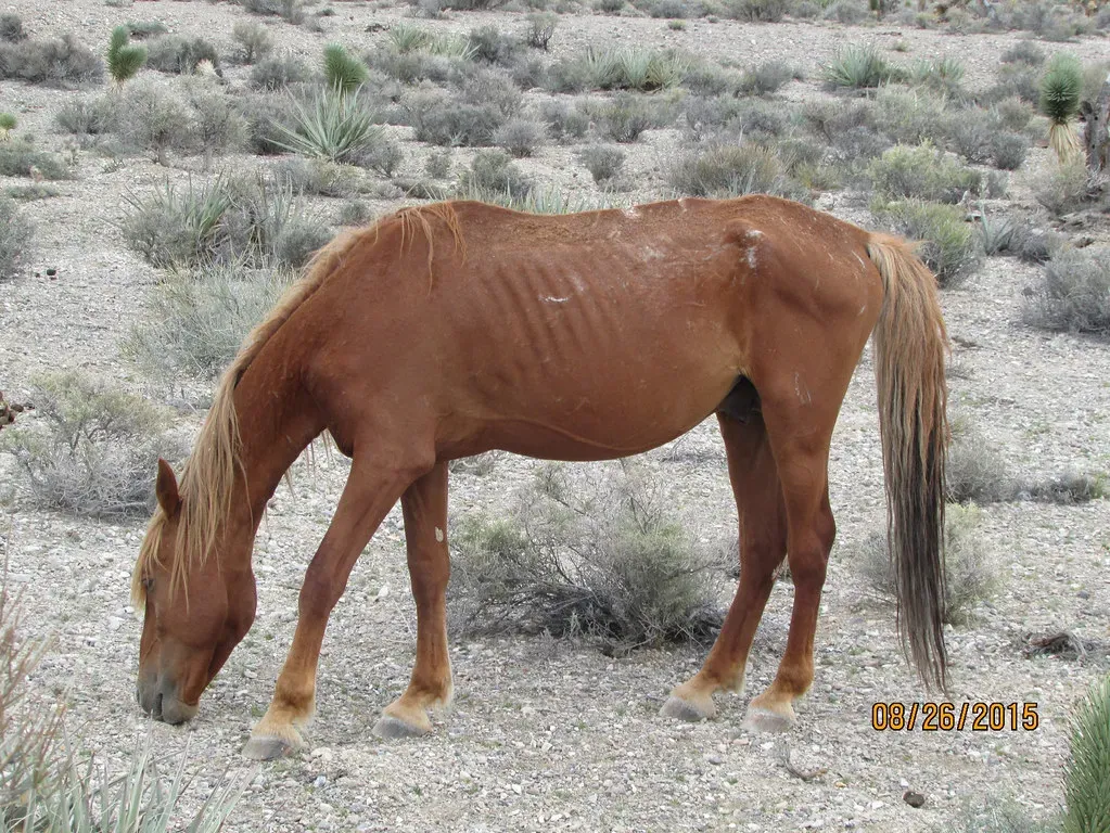 Slow Down Their Feeding and Make Them Forage (Image Credits: Flickr)