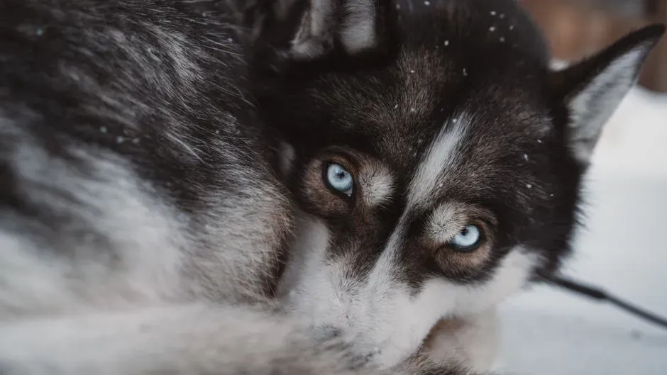 2. The Intense Stare That Demands Something (Right Now) (Image Credits: Pexels)