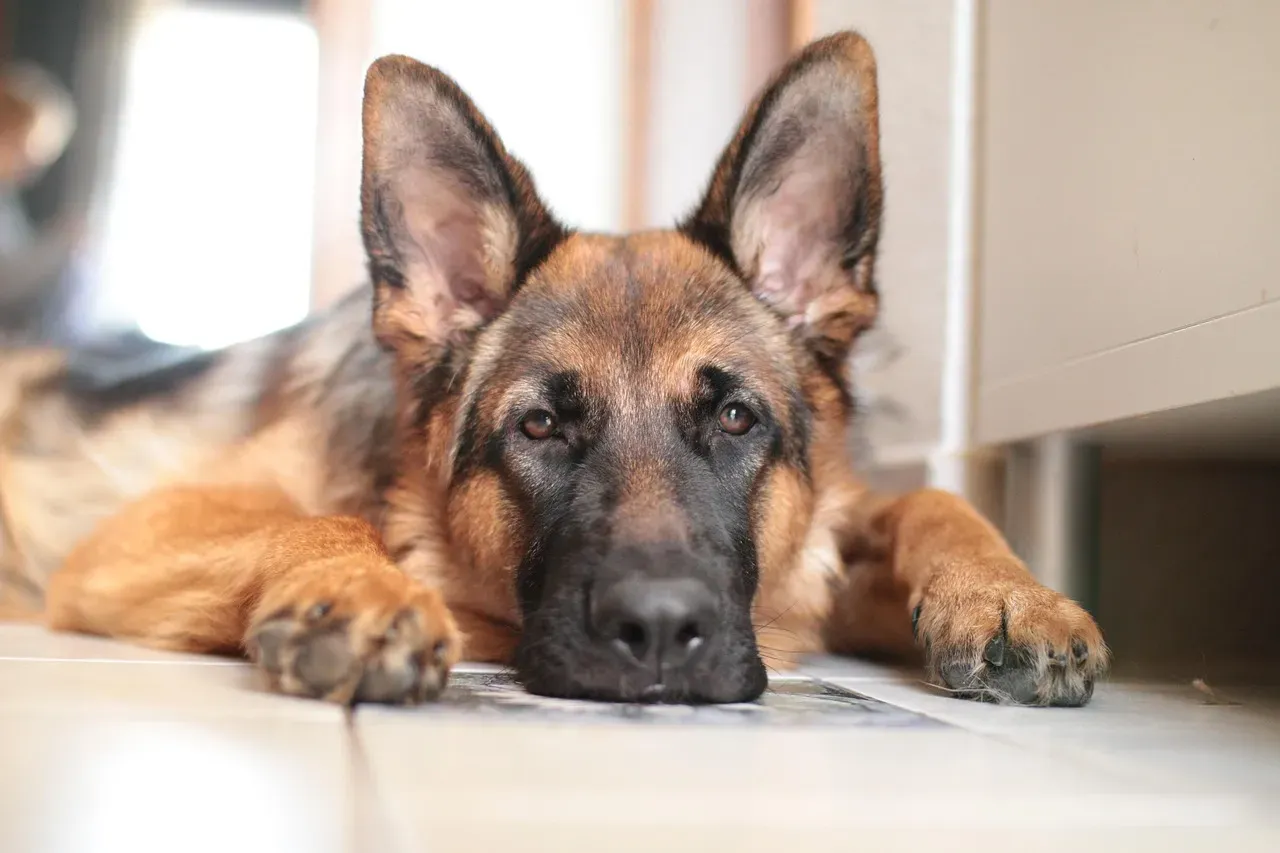 Conclusion: Protection Is More Than Muscle and Intimidation (Image Credits: Pixabay)