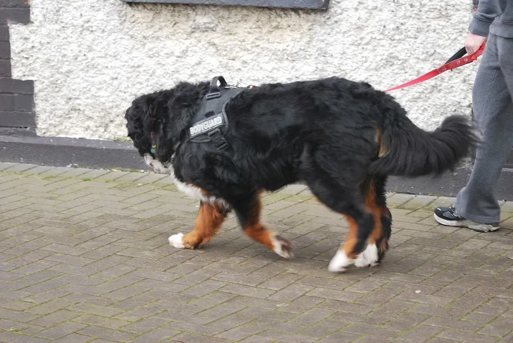 6. Losing Control of the Body in Painful Ways (Peter Mooney, Flickr, CC BY-SA 2.0)