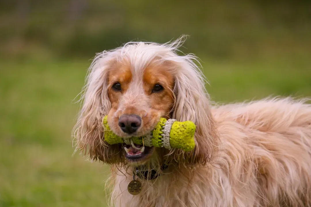 Conclusion: A Toy in the Mouth Is a Window Into the Heart (Image Credits: Unsplash)