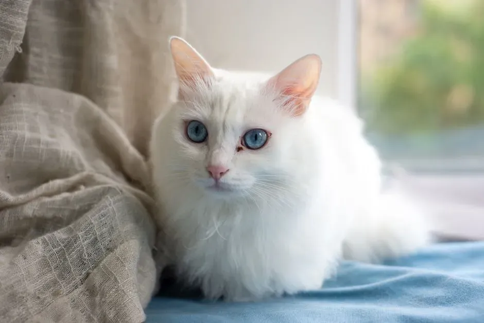 Turkish Angora: Graceful but Always in Motion (Image Credits: Pexels)