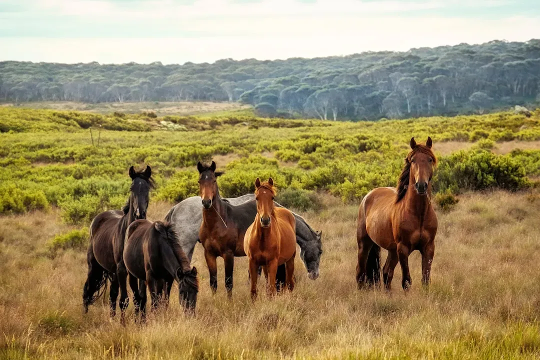 Inside the Heber Wild Horse Territory (Image Credits: Unsplash)
