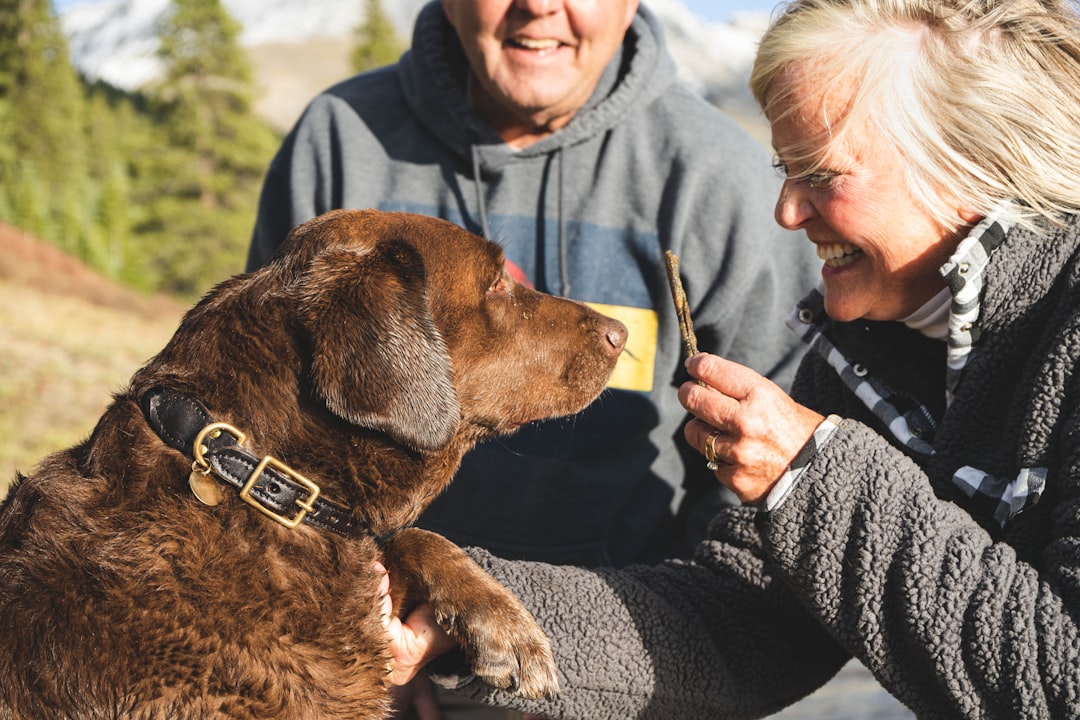Making the Right Choice for Senior Dog Ownership (Image Credits: Unsplash)