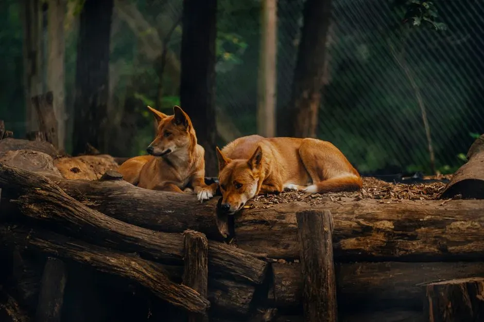 Cooperative Parenting: Older Pups Helping Raise The Next Generation (Image Credits: Pexels)