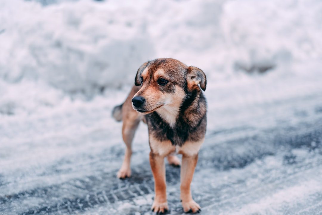 Weather Woes: When Mother Nature Becomes the Enemy (Image Credits: Unsplash)