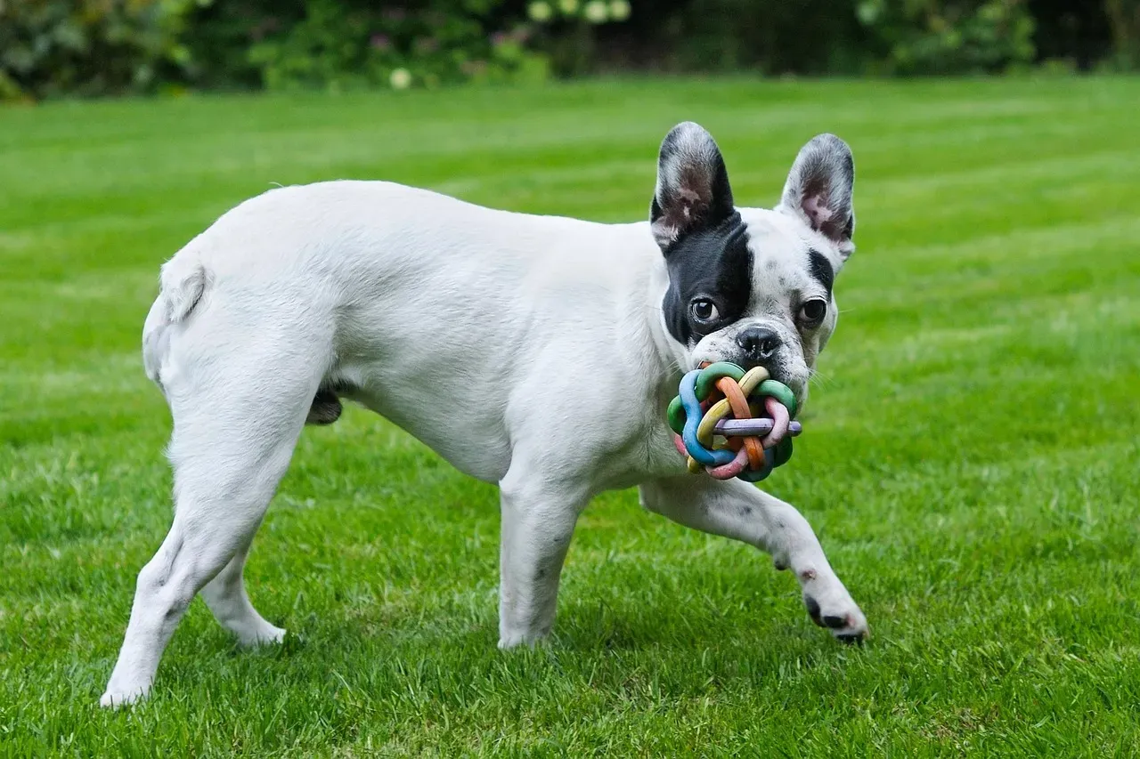 9. French Bulldog: The Self-Entertained Clown (Image Credits: Pixabay)