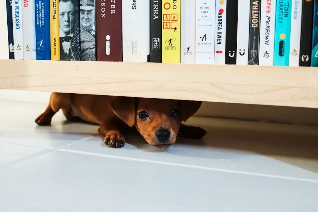 #10 Loud Human Environments Can Be Painful in Dogs’ Extended Hearing Range (Image Credits: Unsplash)