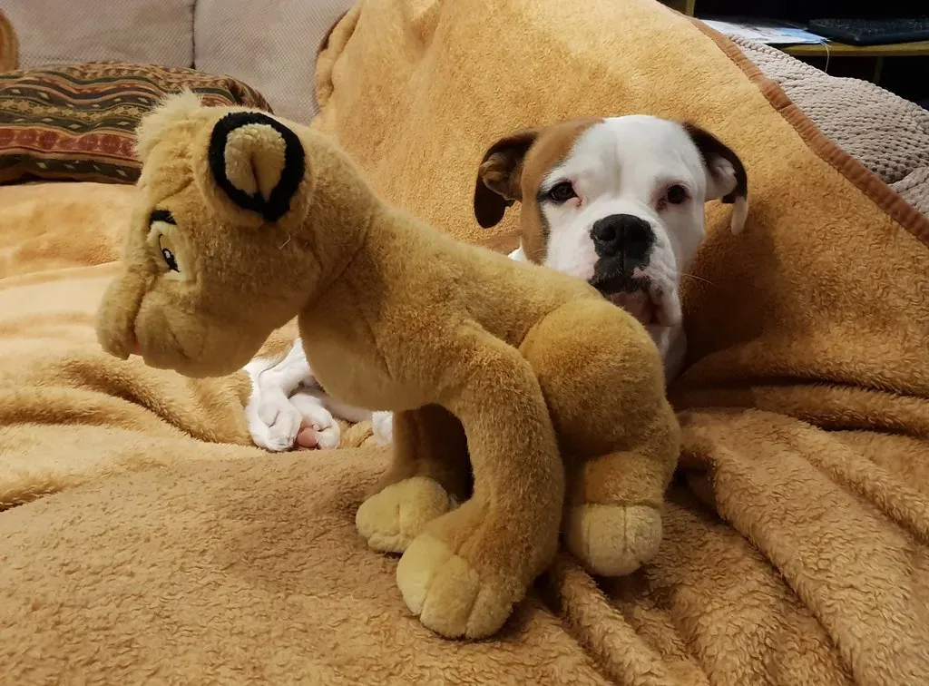 Sign 2: Destructive Behavior That Seems to Come Out of Nowhere (Andrea Boano, Flickr, CC BY 2.0)