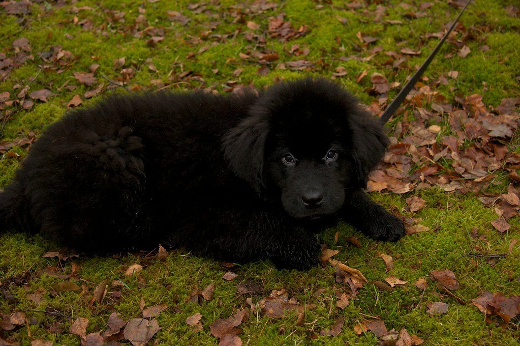 Newfoundland: The Gentle Giant Teddy Bear (Image Credits: Flickr)