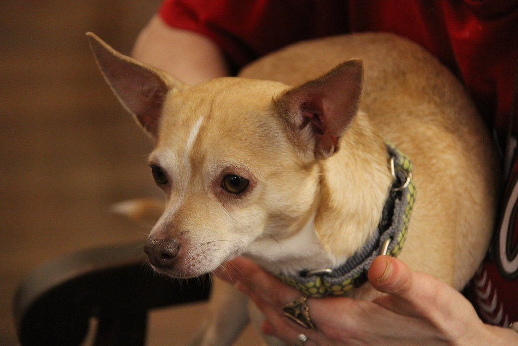 Chihuahua: The Single-Person Devotee (Image Credits: Flickr)