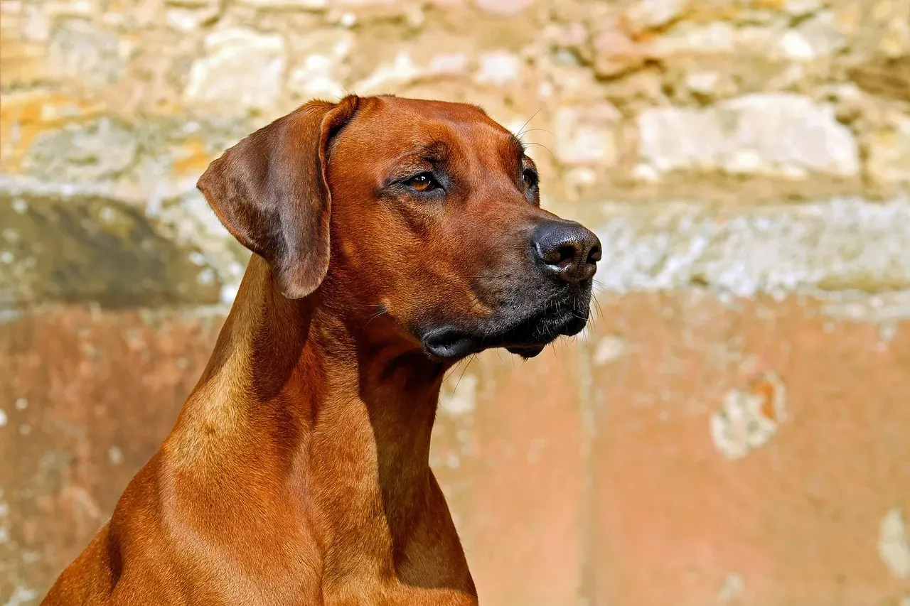 1. Ancient Guarding Instincts Kicking In (Image Credits: Pixabay)