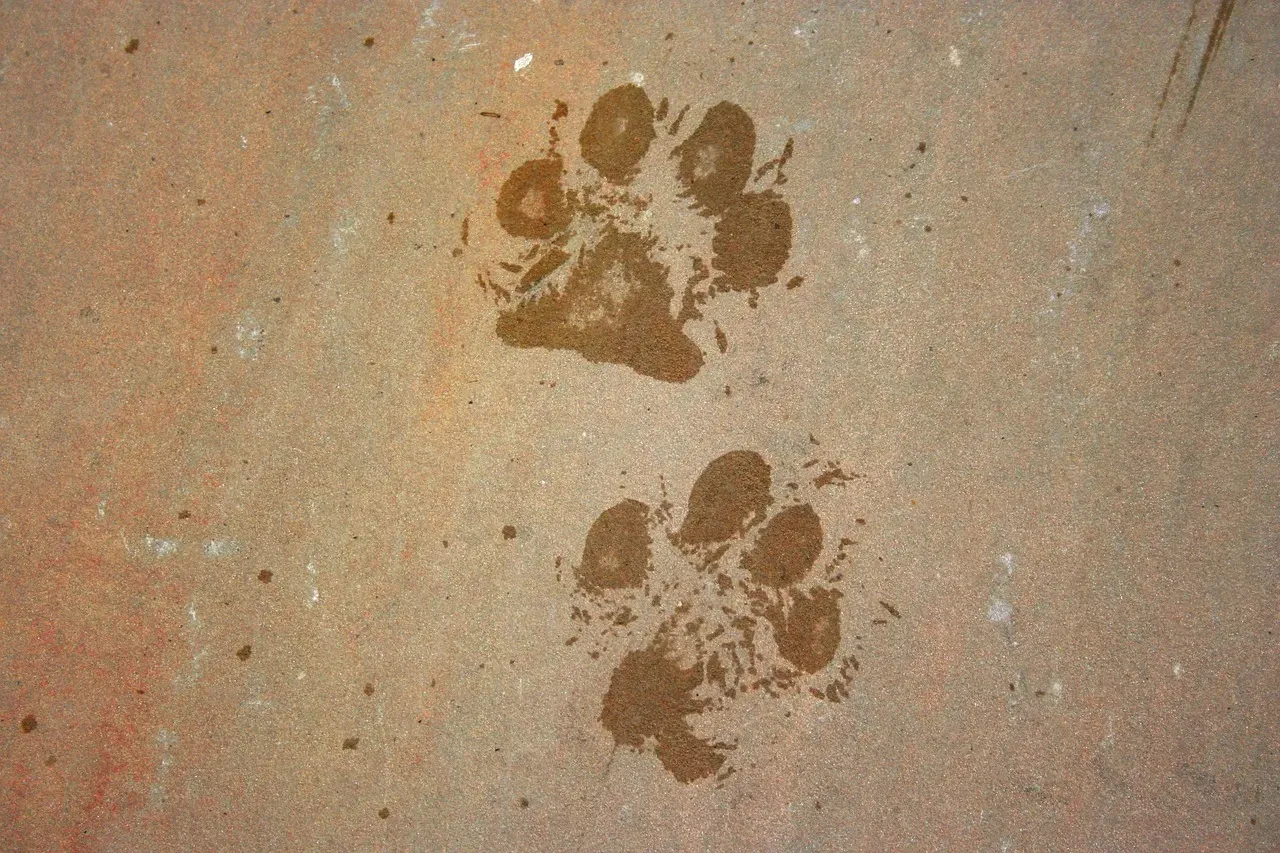5. Visual Signaling: Turning the Ground Into a Noticeable Marker (Image Credits: Pixabay)