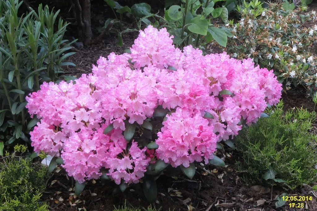 2. Rhododendrons: Big Bushes, Big Risks (davidshort, Flickr, CC BY 2.0)