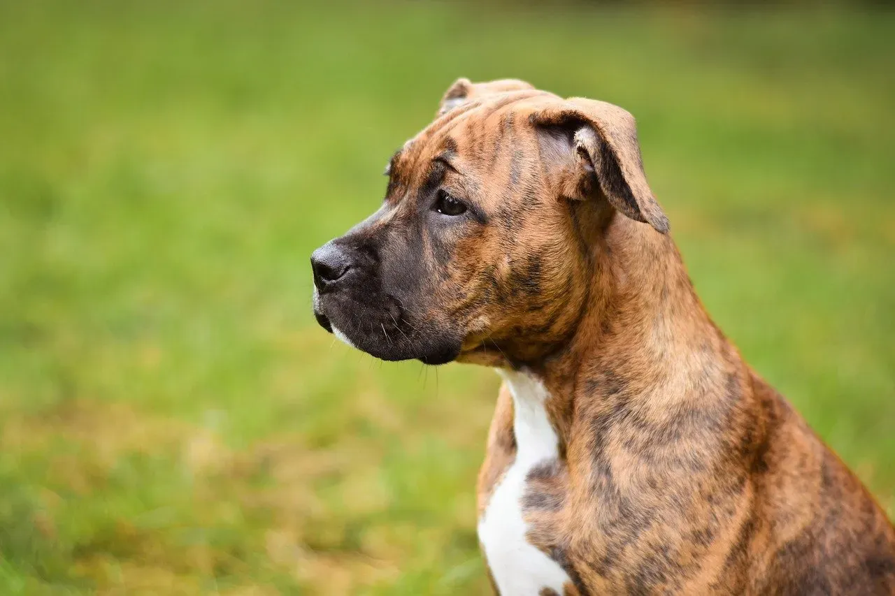 Boxer (Image Credits: Pixabay)