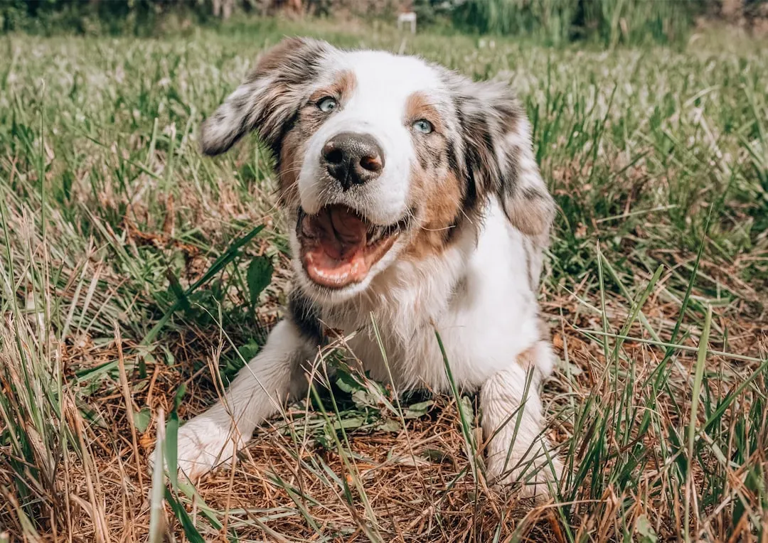 8. The Need For Joy, Play, And Lightness (Image Credits: Unsplash)