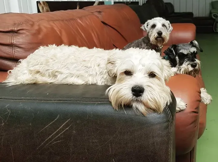 Final Thoughts: Stop Judging Dogs by Their Size (Image Credits: Flickr)