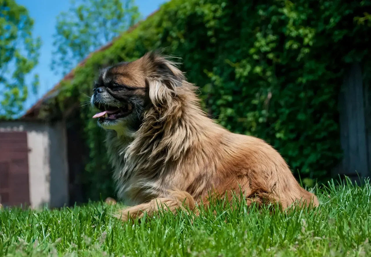 10. Pekingese: Long Coat, Flat Face, Wrong Climate (Image Credits: Pixabay)