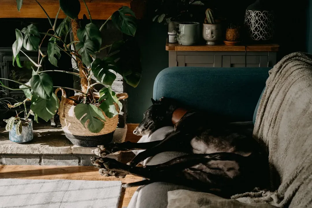 Greyhound: The Unexpected Couch Potato (Image Credits: Unsplash)