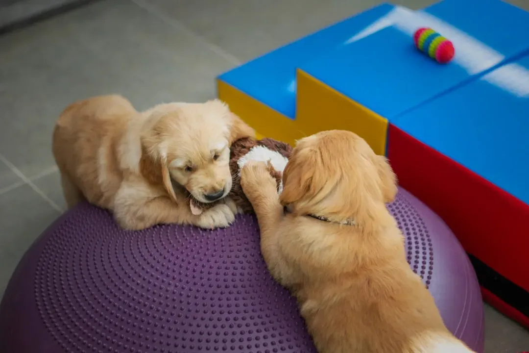 #13 – Dogs Need More Mental Enrichment Than “A Walk and a Bowl” (Image Credits: Unsplash)