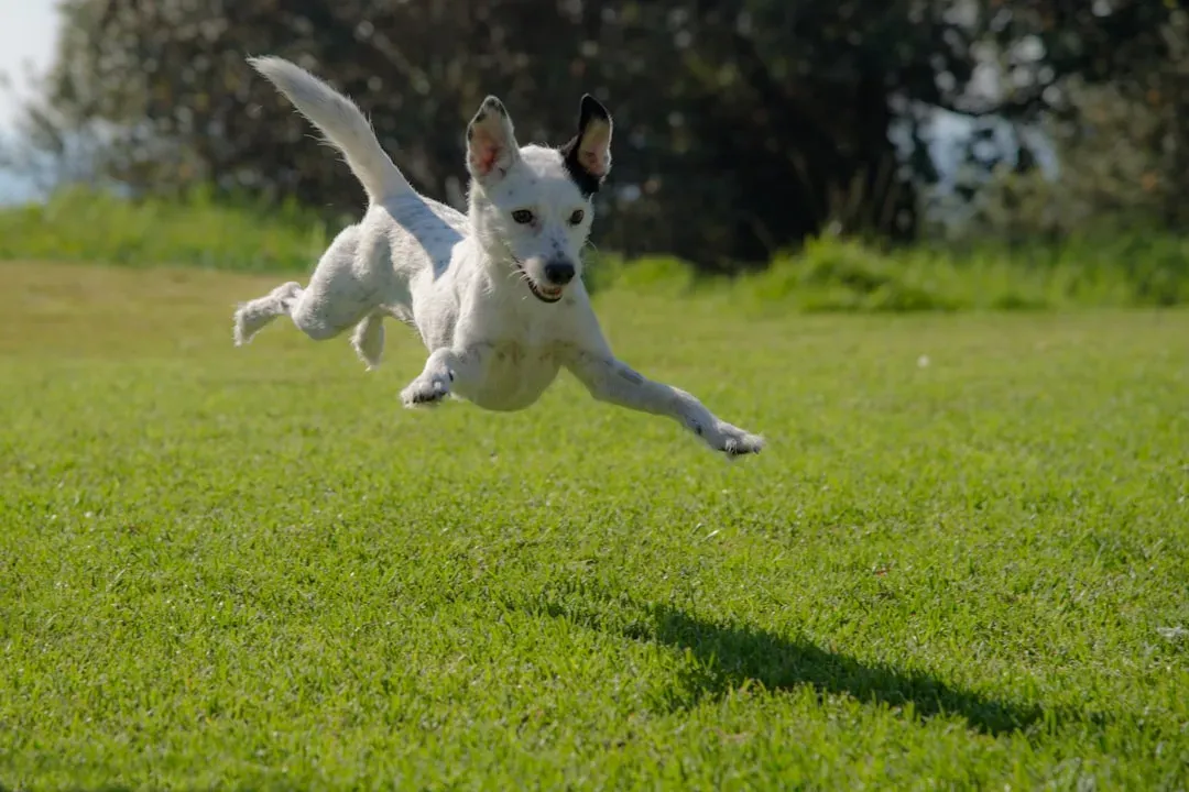 #12 - The "Bunny Hop" Gait in the Back Legs (Image Credits: Unsplash)