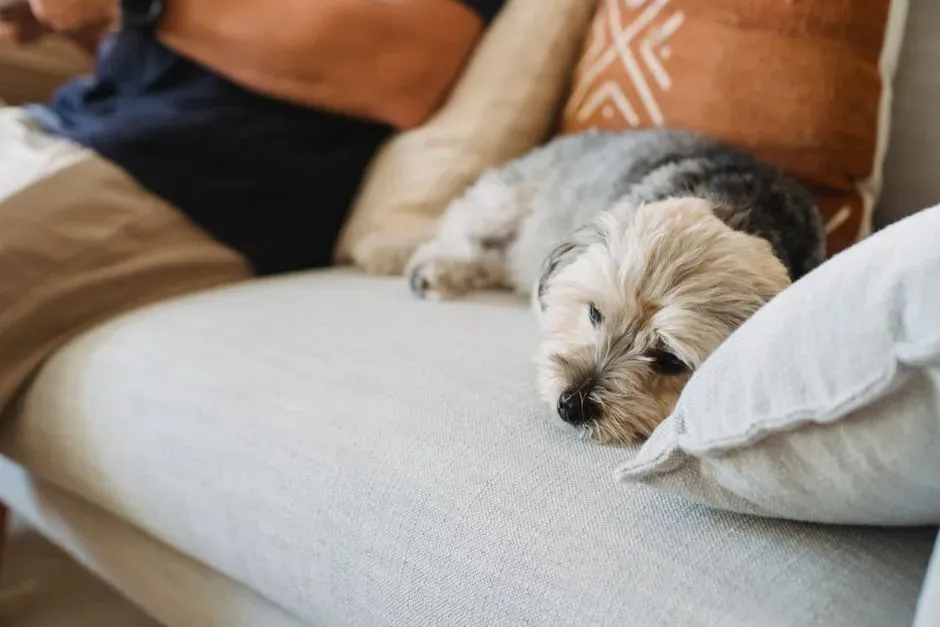 #11: Where the Dog Chooses to Rest When Given Options (Image Credits: Pexels)