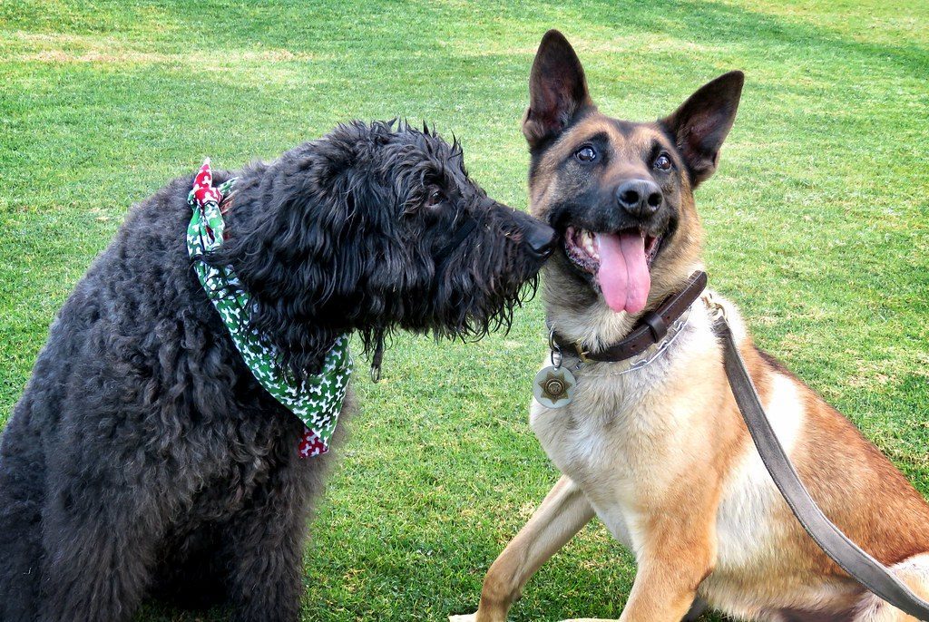 Your Dog Wants Your Attention Right Now (Image Credits: Flickr)