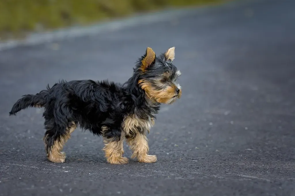 Yorkshire Terrier (Image Credits: Rawpixel)