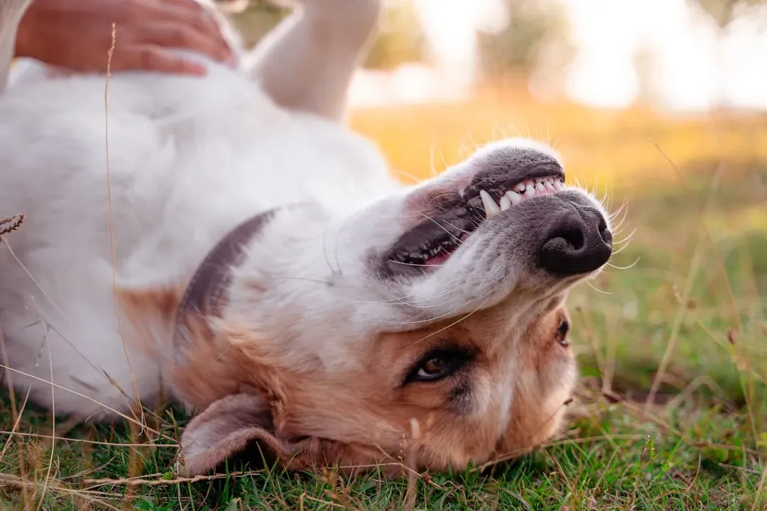 Why Your Dog's Teeth Matter More Than You Think (Image Credits: Unsplash)