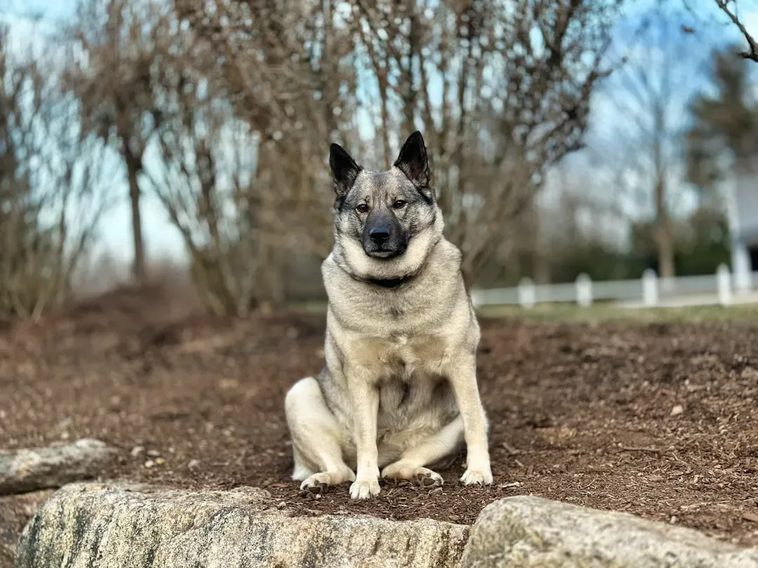 5. Norwegian Elkhound: The Ancient Nordic Hunter (Image Credits: Unsplash)
